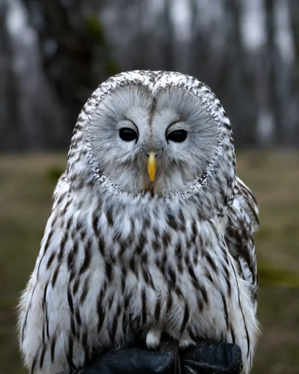 Naturfotografie Tiere Eule